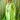 Slinky Satin Metallic Chrome Kaftan - Prom Queen Lime Green