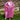 Baby Pink Sequin Kaftan Dress