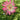 Artificial Gerberas Candy Crush Pink Bejewelled Brooch